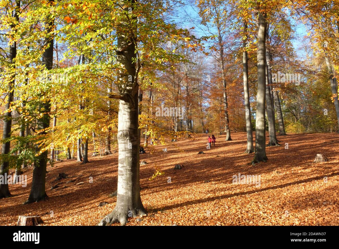 Pendiente cubierta de hoja de haya, otoño en Liepnitzsee, Brandeburgo, Alemania Foto de stock