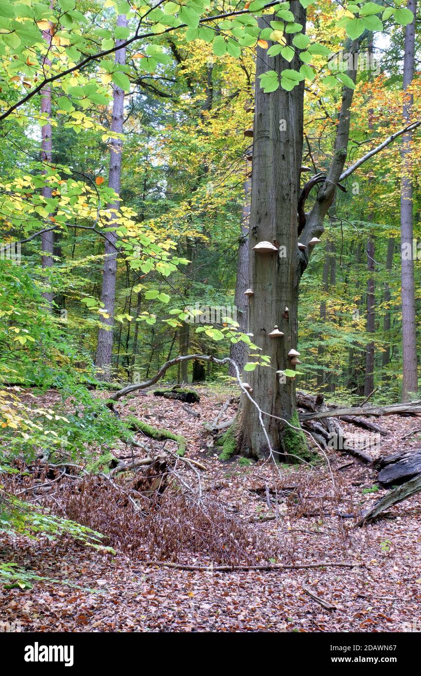 Escuadras de hongos en un árbol de haya, otoño en Liepnitzsee, Brandeburgo, Alemania Foto de stock