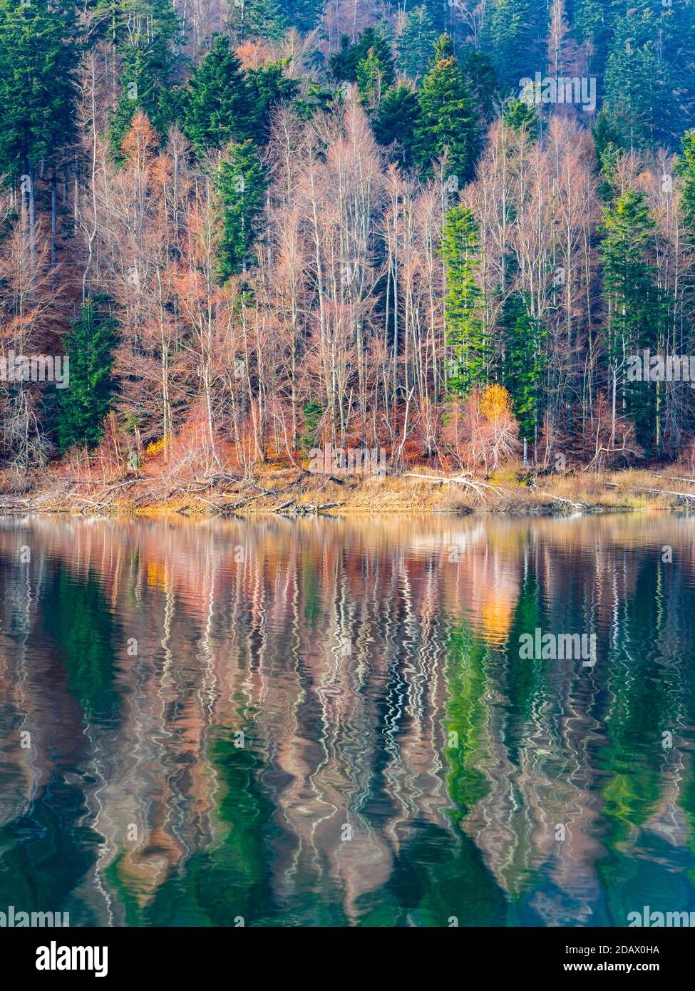 Impresionante reflejo del lago otoñal tardío con un toque de la primera mañana Olas de goteo Lokve lago Lokvarsko jezero en Croacia Europa Foto de stock