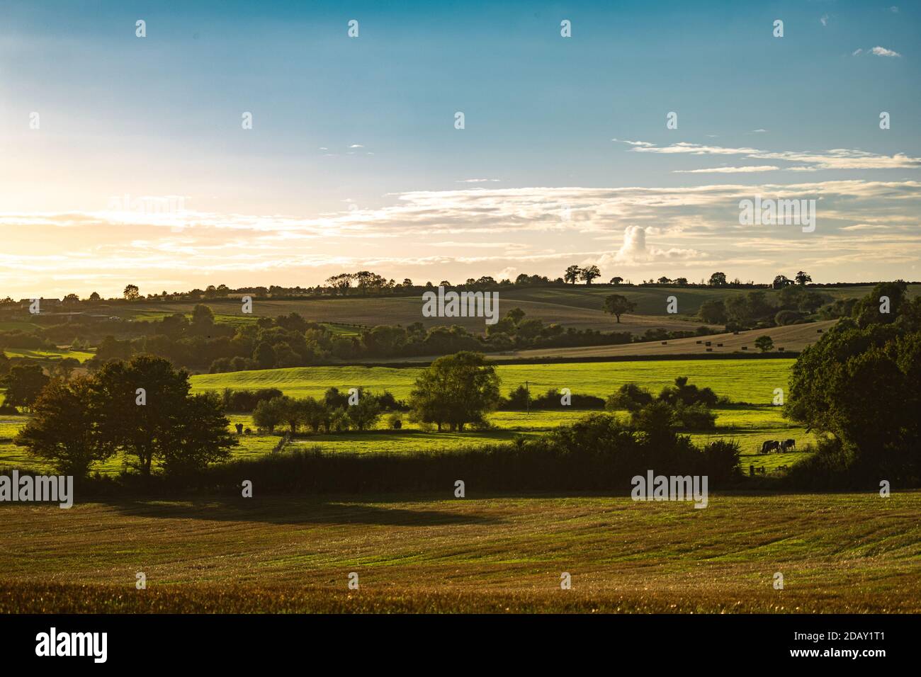 Verano vista cálida de las tierras agrícolas locales en Oxfordshire, tiempo de cosecha campos de granja paisaje con árboles y vacas en la distancia, día soleado con nubes suaves Foto de stock