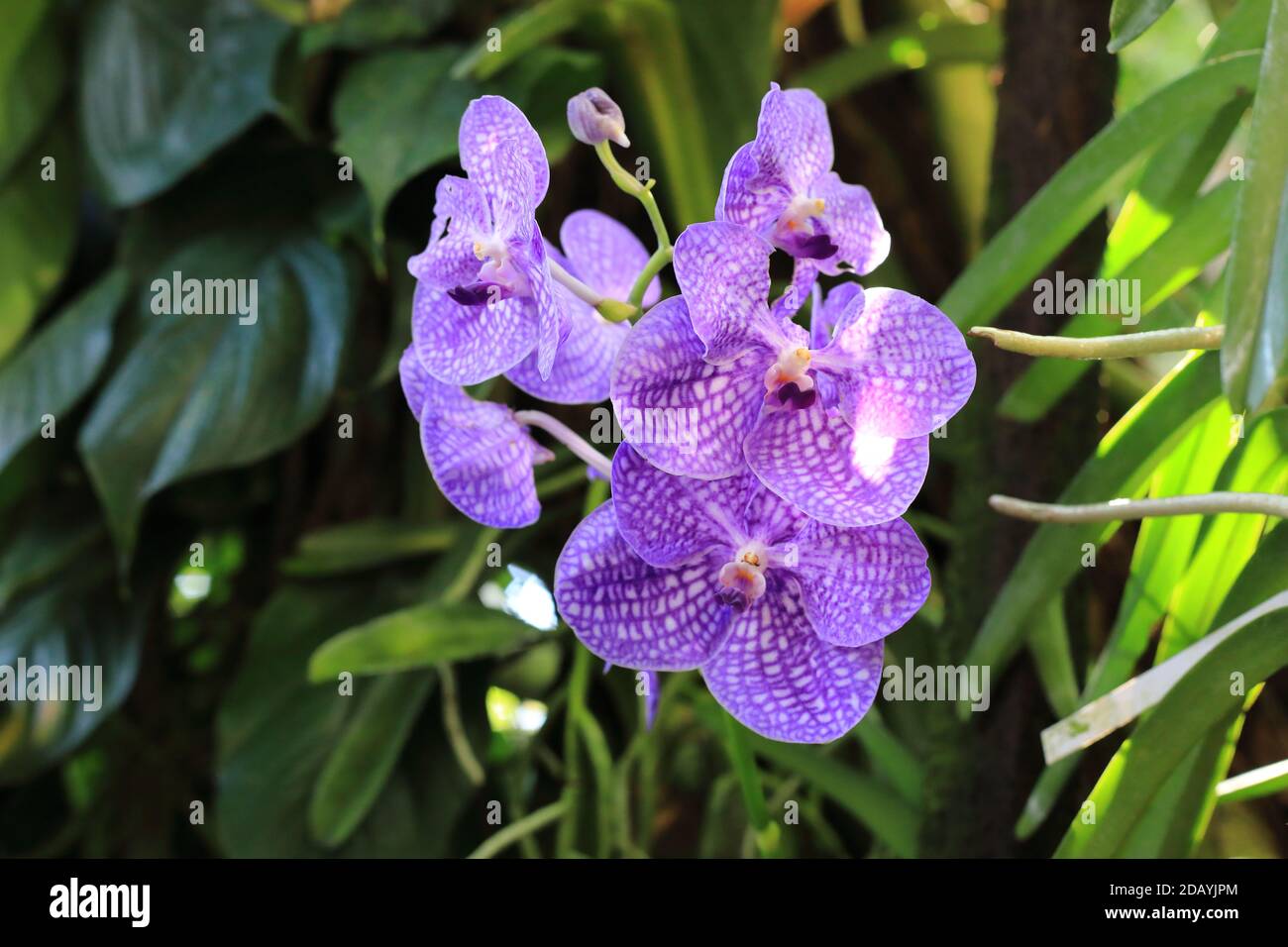 Orquídea azul o fortalezas de la dama de otoño (Vanda coerulea) flor  Fotografía de stock - Alamy