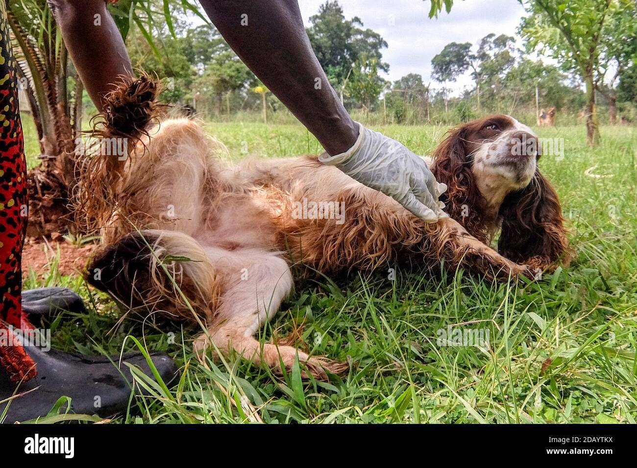 Cria y perros fotografías e imágenes de alta resolución - Alamy