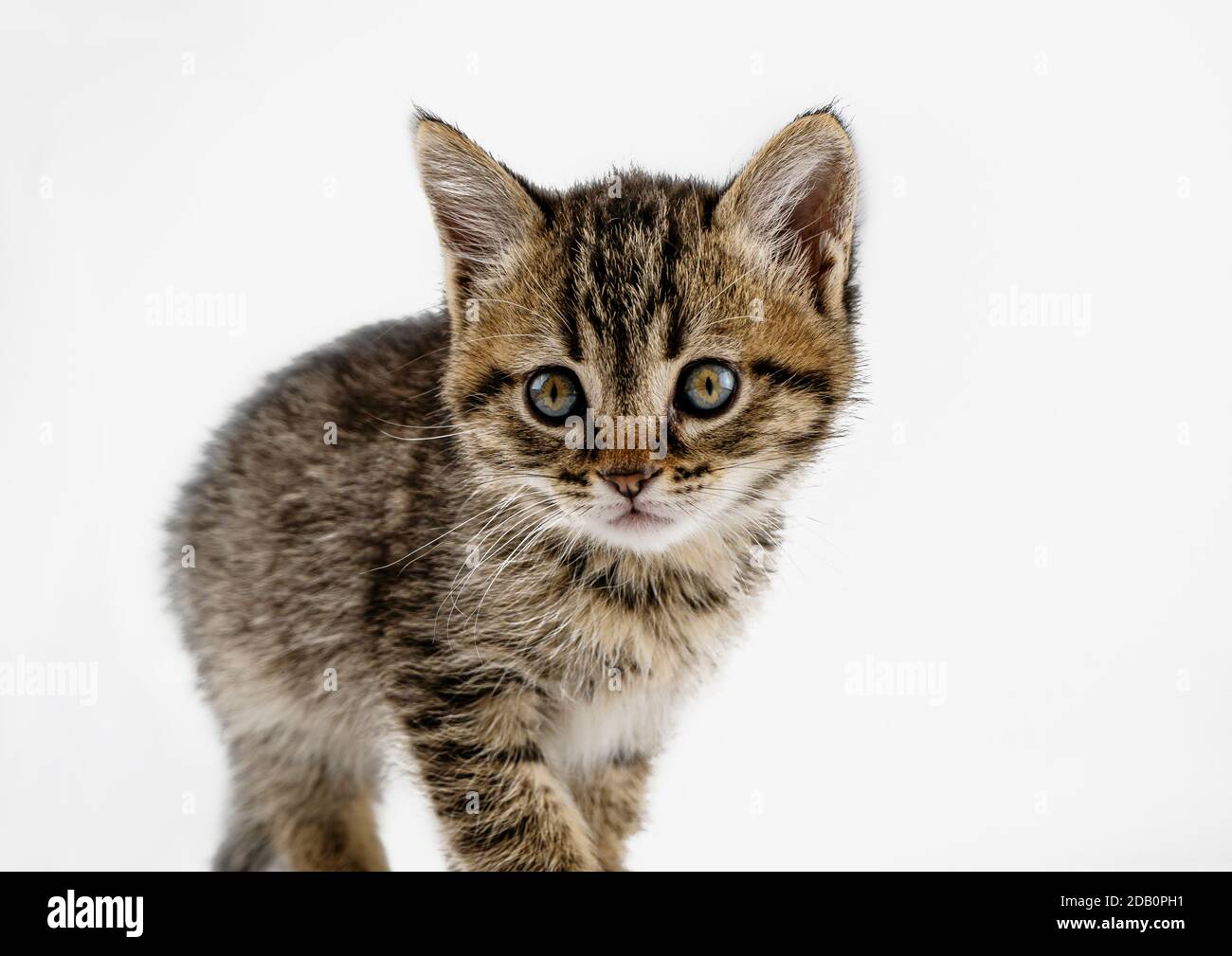 Gatito aislado sobre fondo blanco. Gato tabby gris, manchado. Una mascota  esponjosa. Lindo gatito tabby. Pequeño animal gris Fotografía de stock -  Alamy