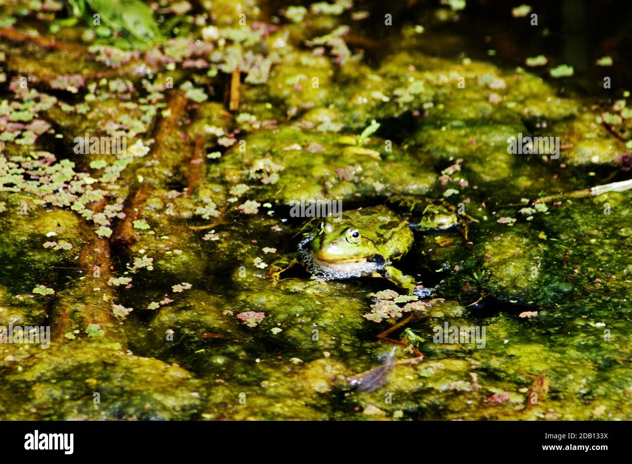 Rana de pantano (Pelophylax ridibundus) especie de rana de agua nativa de Europa, partes de Asia e introducida en el Reino Unido. La rana más grande de su rango Foto de stock