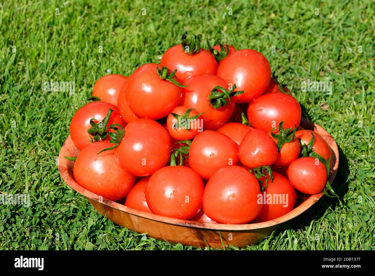 Un cuenco de la variedad Mountain Magic de tomates, Reino Unido Foto de stock