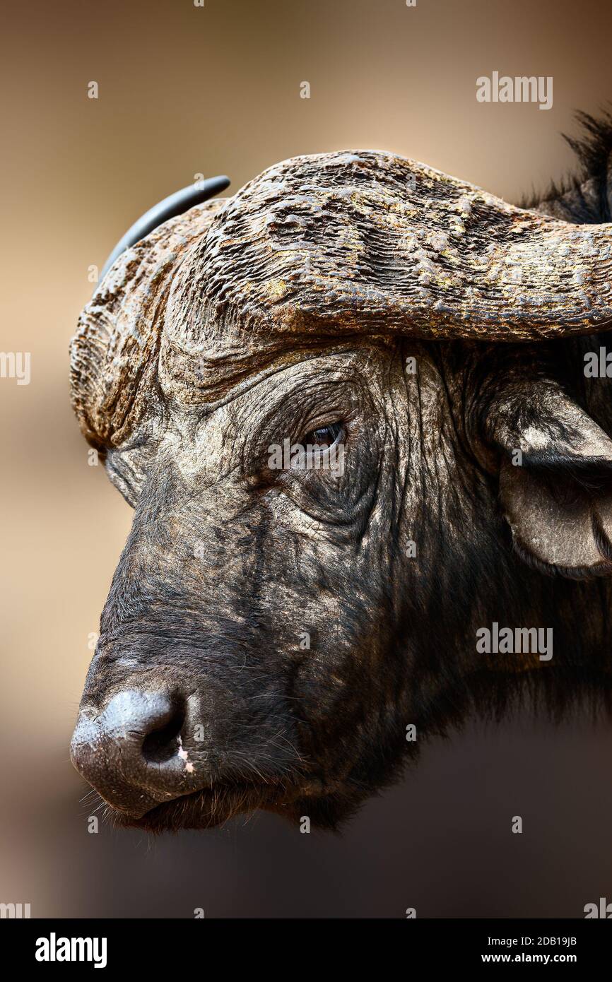 Retrato facial de primer plano de Cape Buffalo bull que muestra la textura en alto contraste. Café Syncerus Foto de stock