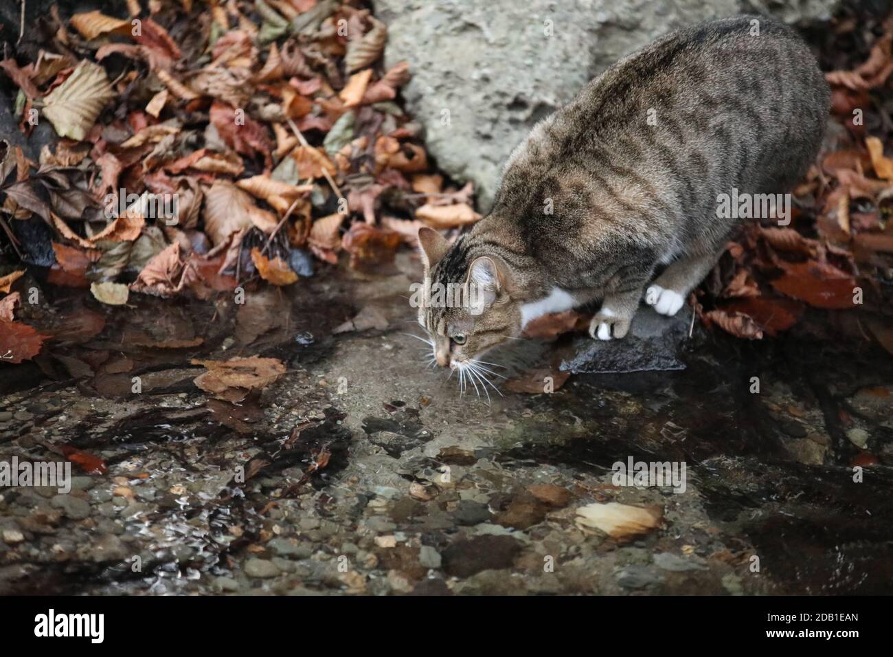 Gato callejero gris fotografías e imágenes de alta resolución - Alamy
