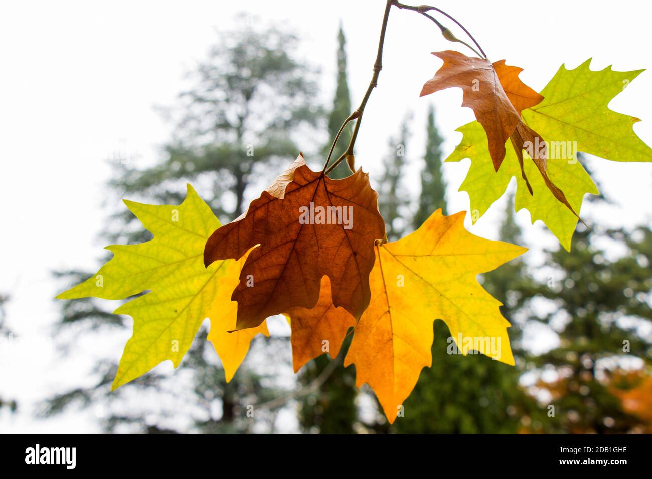 Plano árbol otoño y otoño deja fondo, belleza natural Foto de stock