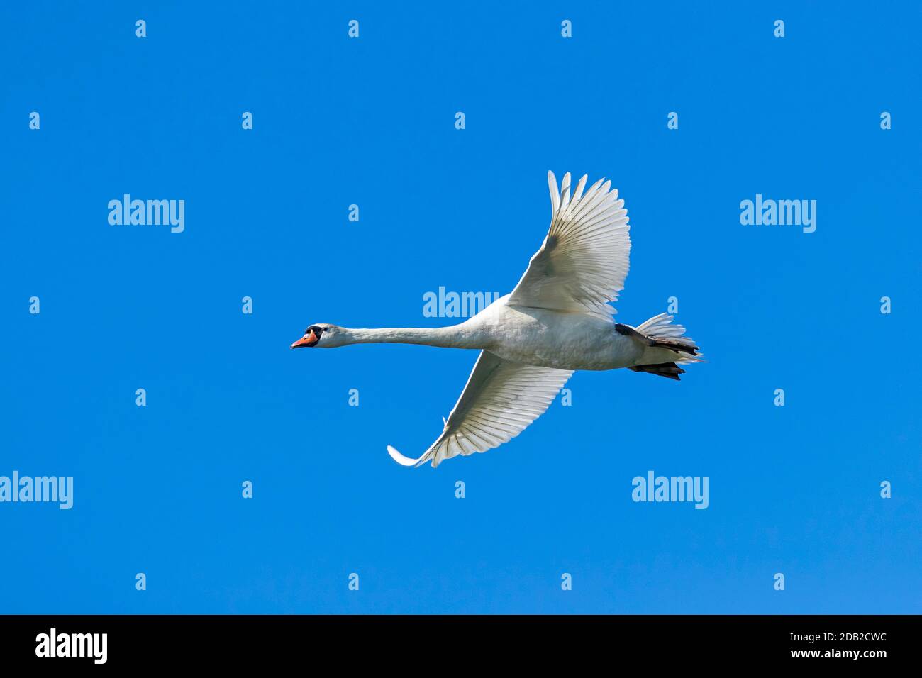 Mute Swan (Cygnus olor). Hombre adulto en vuelo Foto de stock