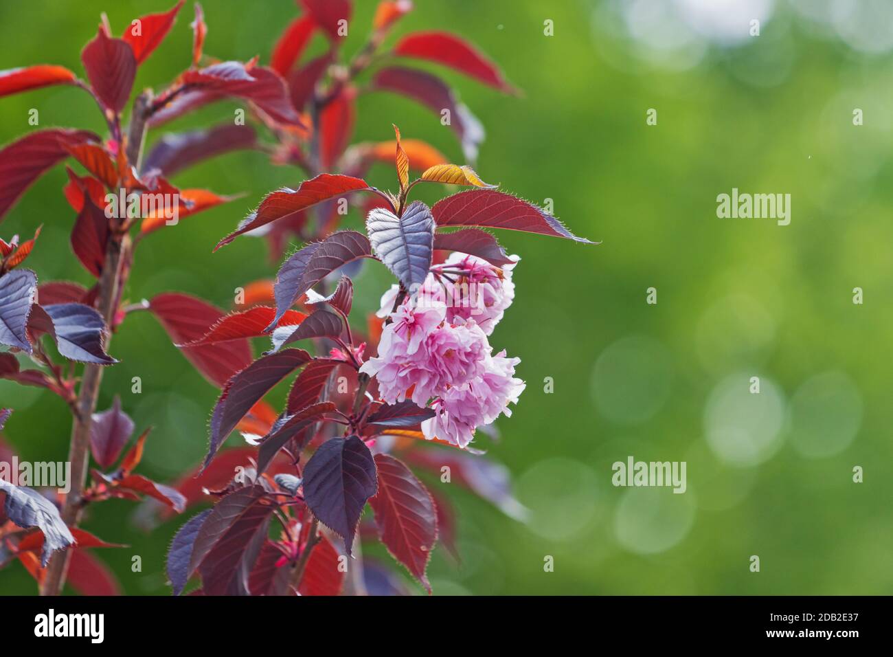 sakura flor sobre fondo verde Foto de stock