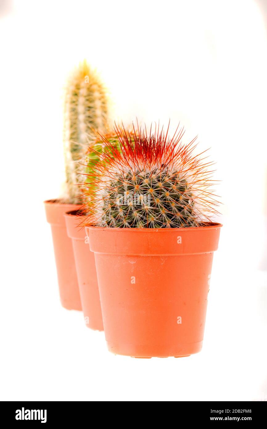 cactus aislado - en primer plano Foto de stock