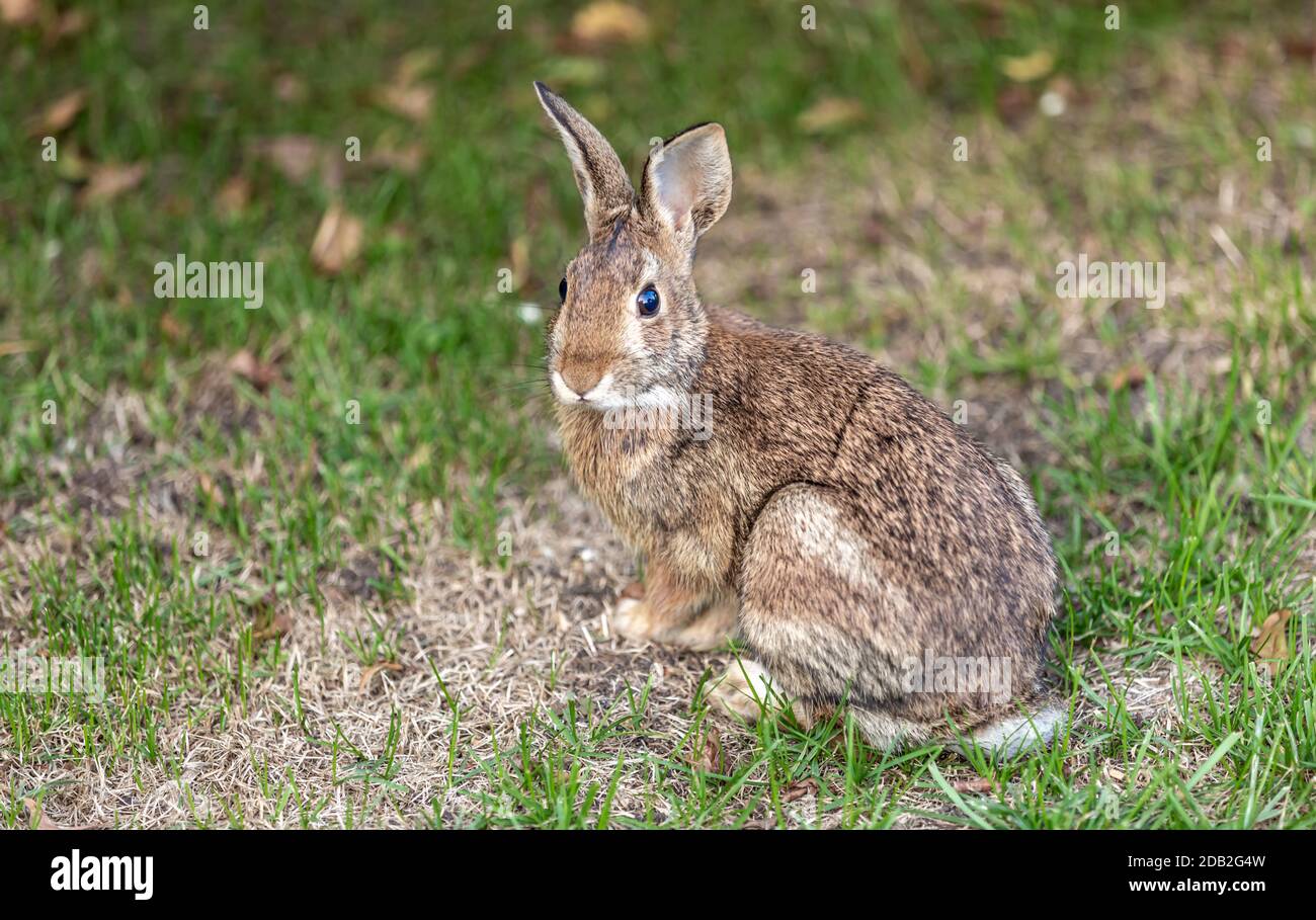 Imagen en color de un conejo adulto sentado en la hierba Foto de stock