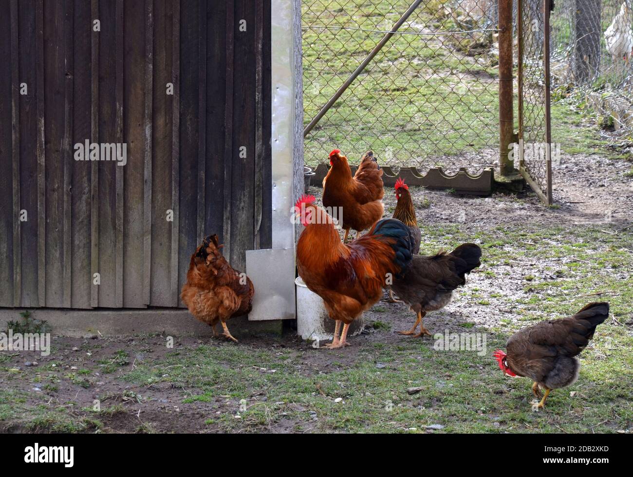 pollos de la gama libre felices con gallo Foto de stock