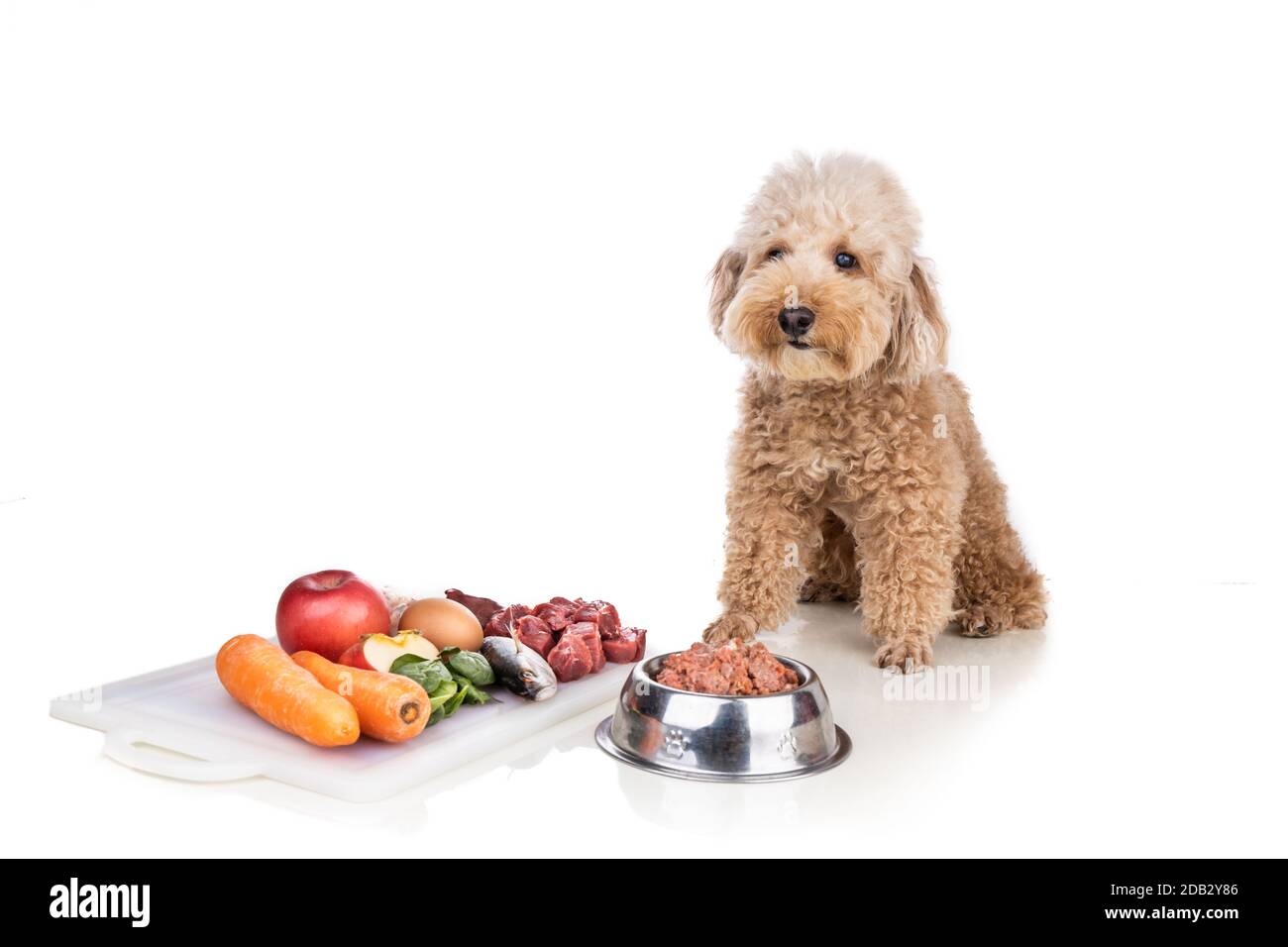 Perro saludable obediente posando con carne cruda de barf, pescado,  verduras, huevos, dieta de ingredientes sobre fondo blanco Fotografía de  stock - Alamy