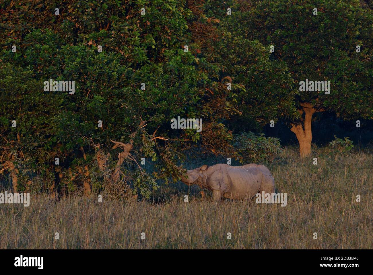 Greater One Horned Rhino está comiendo hojas de árbol Foto de stock