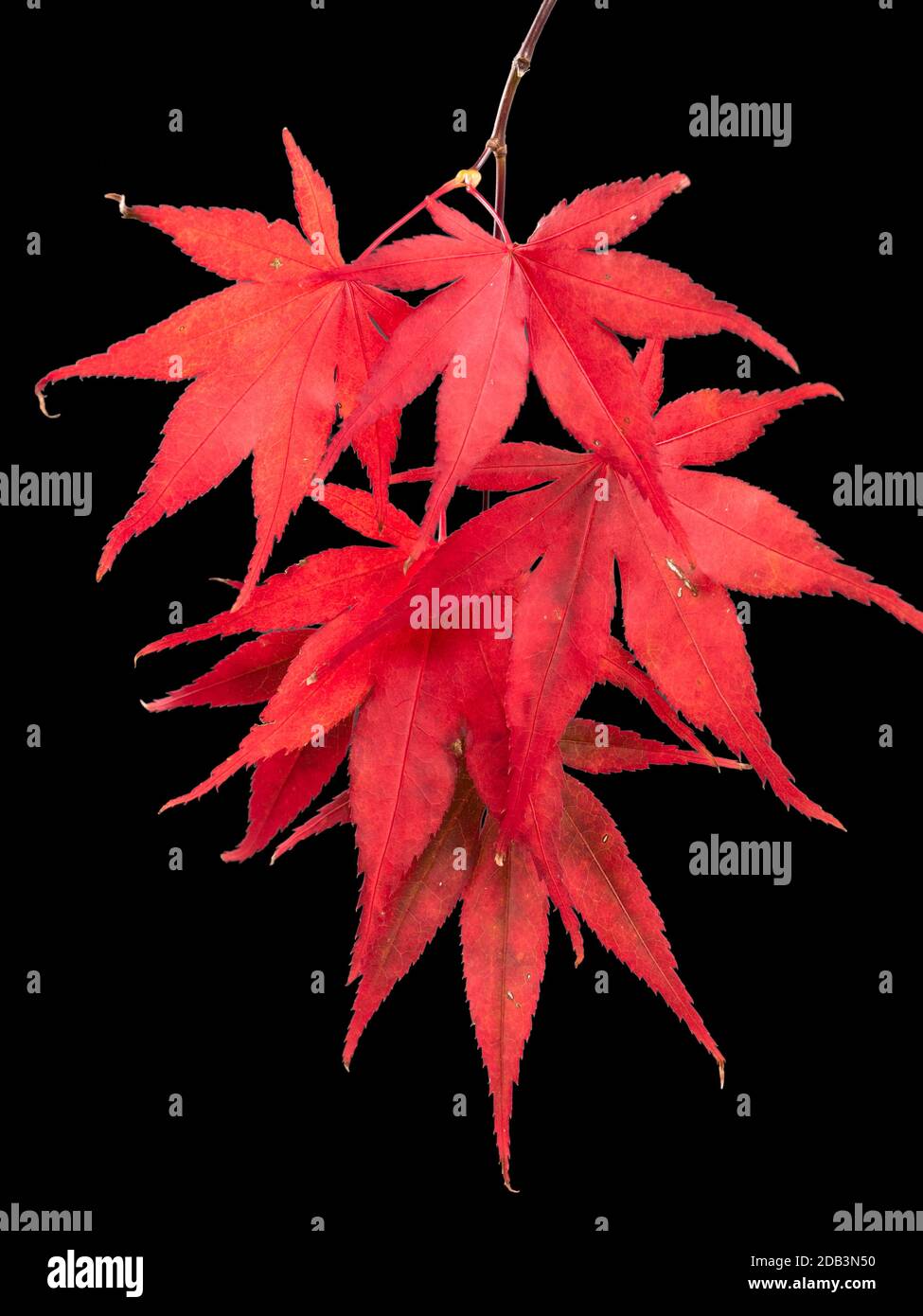 Hojas de otoño de color rojo brillante del arce japonés, Acer palmatum 'Bloodgood' sobre un fondo negro Foto de stock