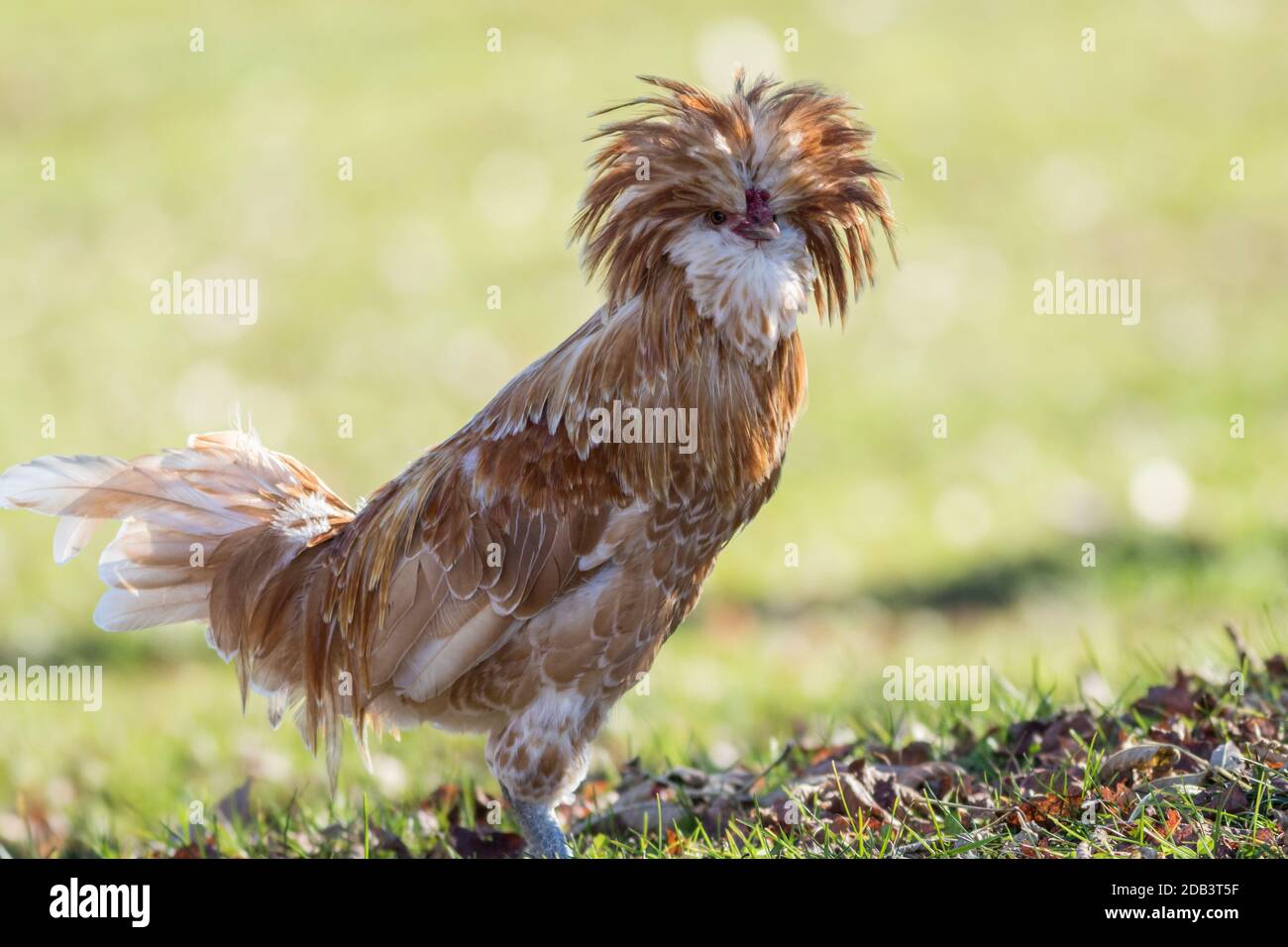 Tan Polish Chicken tiene pluma cresta plumage verde copia de fondo espacio Foto de stock