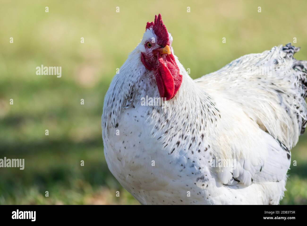Pollo de cuerno blanco closeup fondo verde copiar espacio Foto de stock