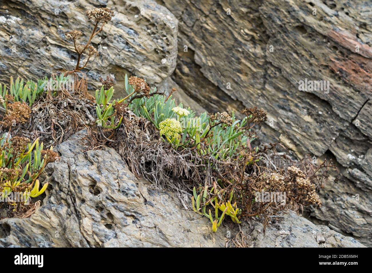 Zafiro de roca, planta silvestre comestible, hinojo de roca, cristmum maritimum en el mar, Andalucía, España. Foto de stock