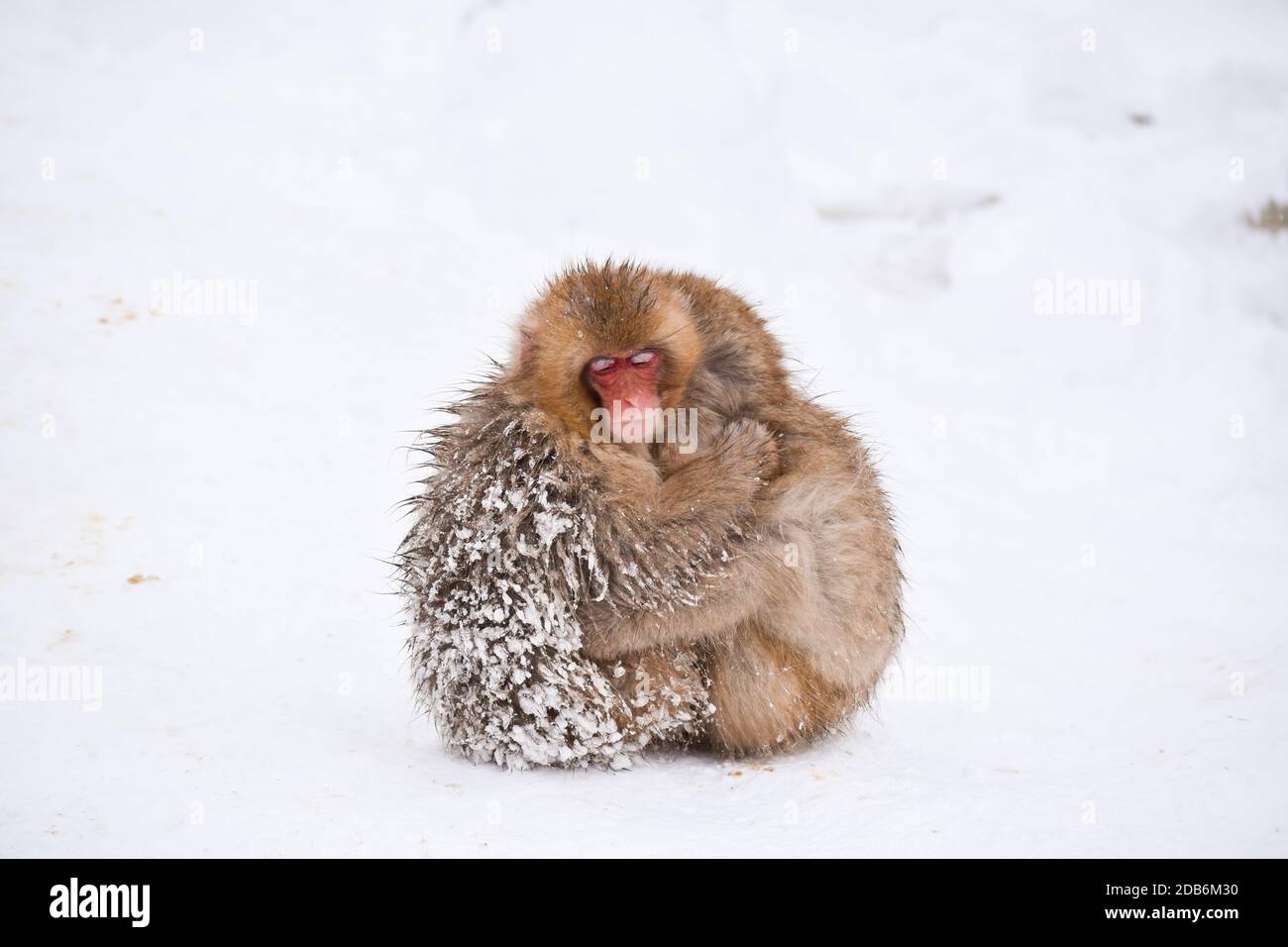 dos monos de la nieve del bebé marrón lindo abrazándose y resguardo el uno al otro de la nieve fría con hielo en su piel en invierno. Animales salvajes mostrando amor Foto de stock