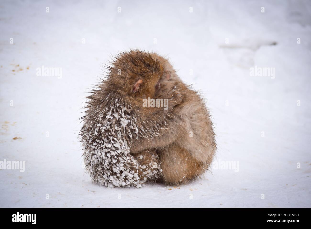 dos monos de la nieve del bebé marrón lindo abrazándose y resguardo el uno al otro de la nieve fría con hielo en su piel en invierno. Animales salvajes mostrando amor Foto de stock