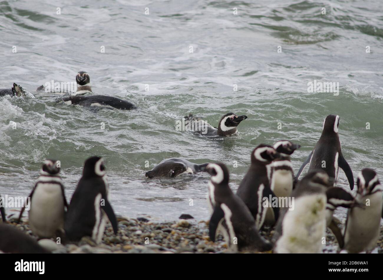 Pingüinos magallánicos en la Reserva de pingüinos y el sonido Otway. Provincia de Magallanes. Magallanes y Región Antártica Chilena. Chile. Foto de stock