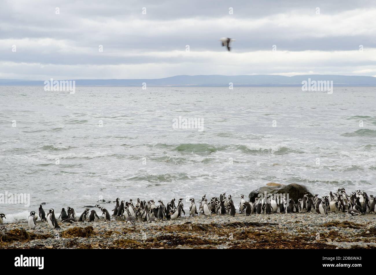 Pingüinos magallánicos en la Reserva de pingüinos y el sonido Otway. Provincia de Magallanes. Magallanes y Región Antártica Chilena. Chile. Foto de stock