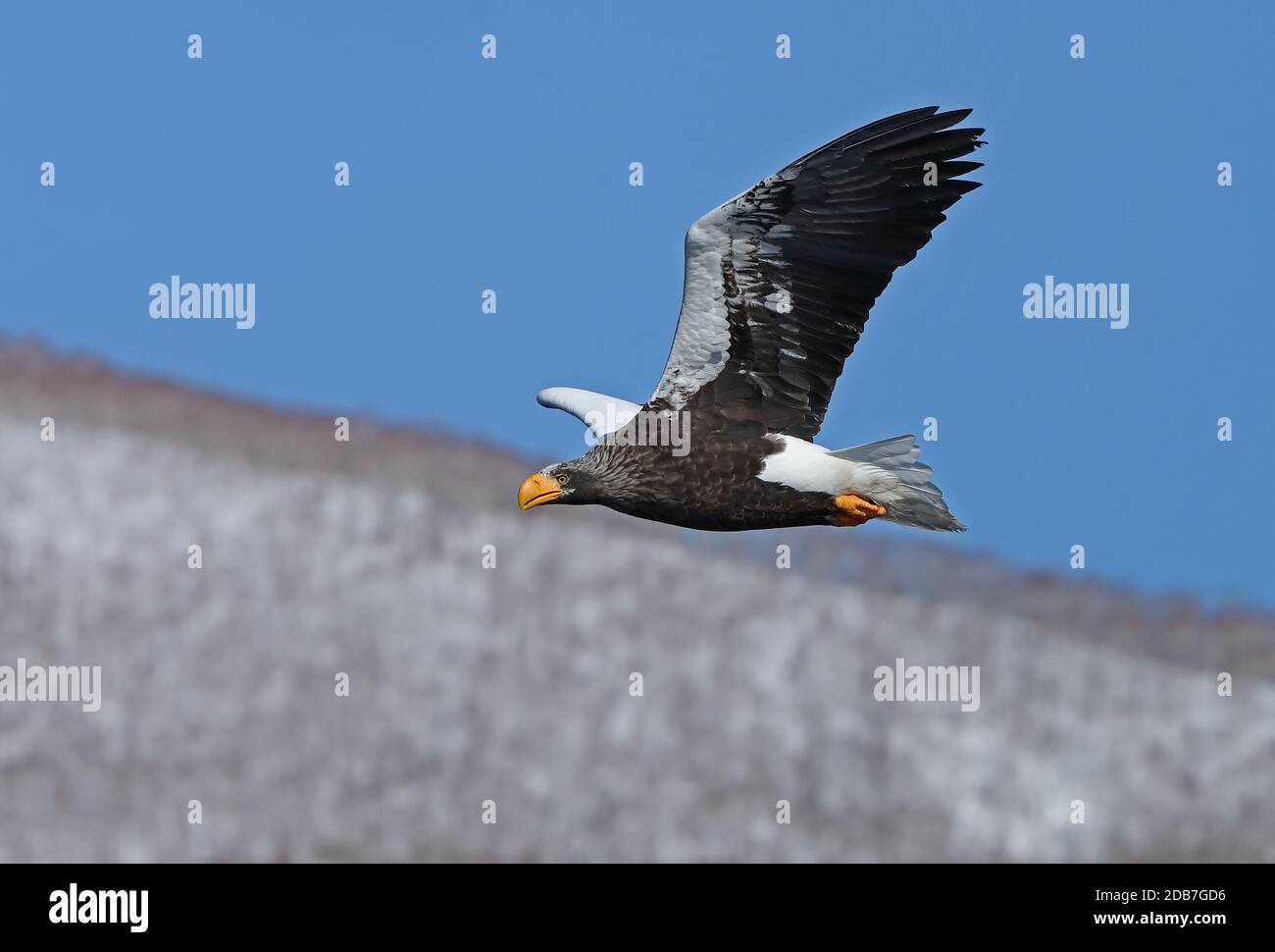 águilas japonesas fotografías e imágenes de alta resolución - Página 7 -  Alamy