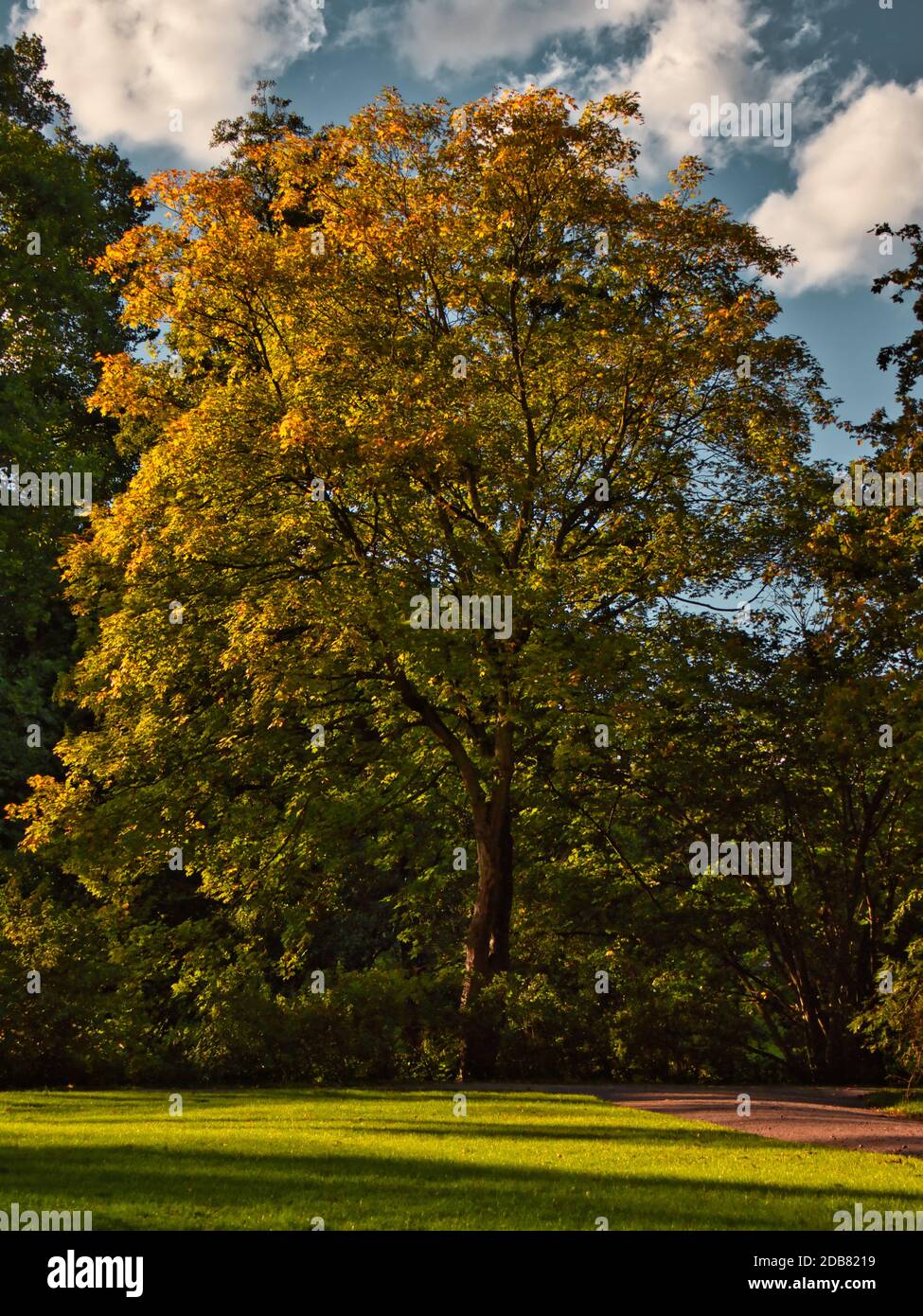 Árbol de otoño en el Parque ILM en Weimar en un día soleado en otoño. Foto de stock