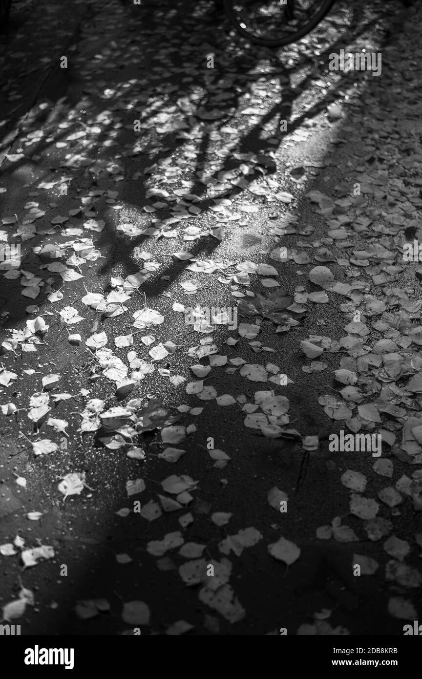 imagen monocromática en blanco y negro mirando hacia abajo al otoño amarillo hojas esparcidas en un pavimento húmedo con sombra de bicicletas Foto de stock