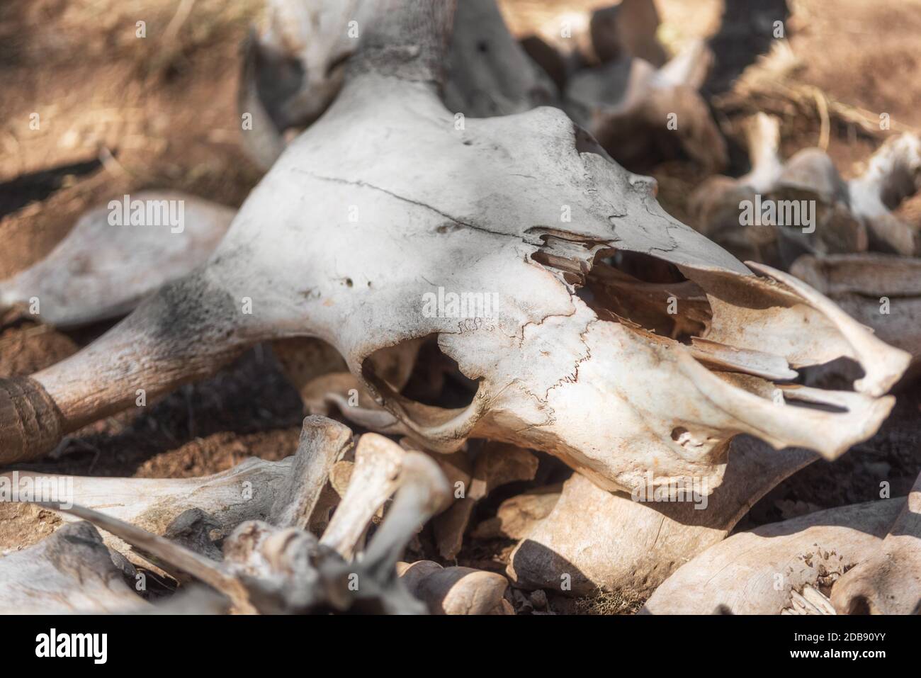 Huesos bovinos fotografías e imágenes de alta resolución Alamy