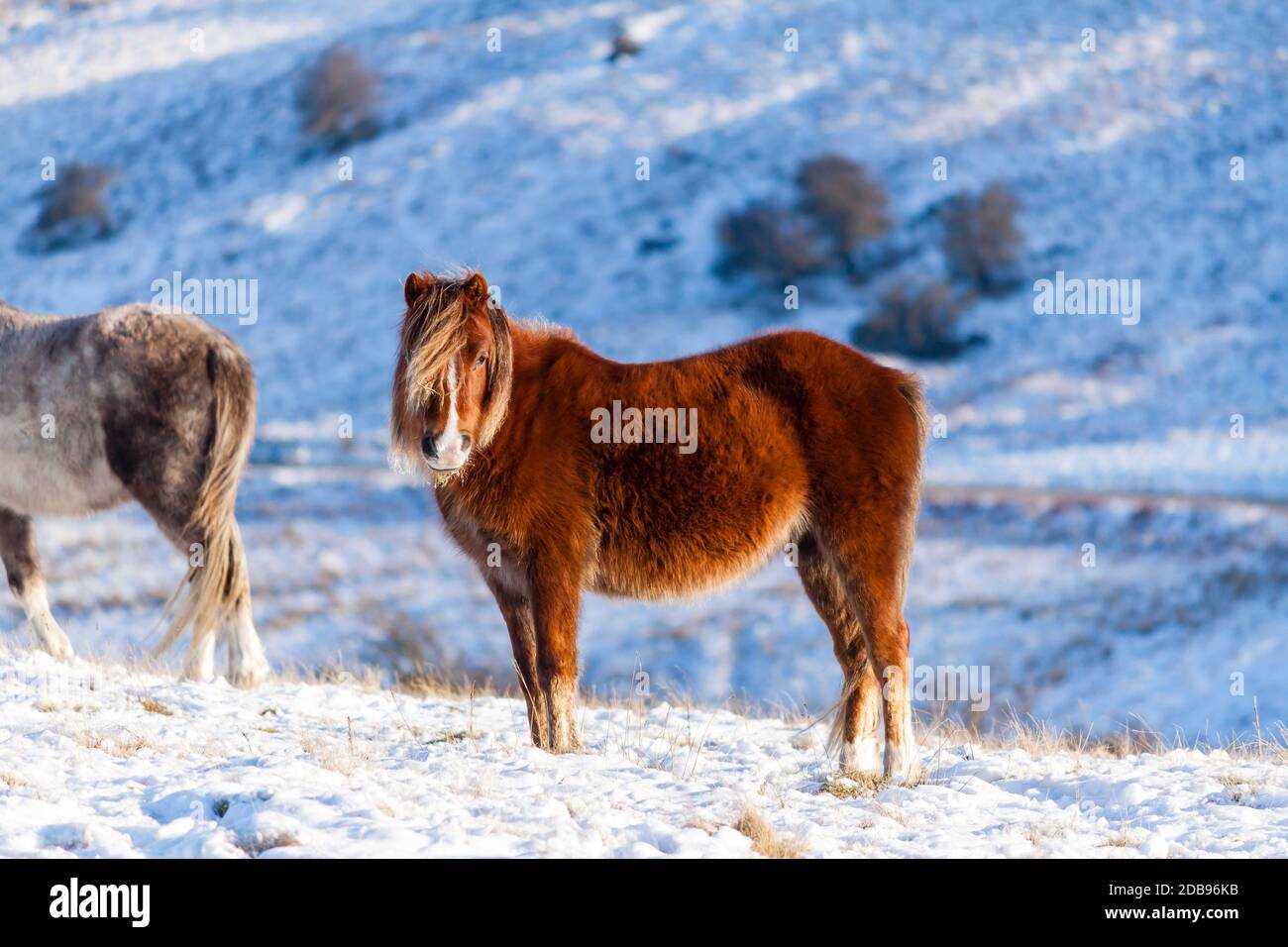 Ponis galeses salvajes en un paisaje frío, invernal y cubierto de nieve - Brecon Beacons, Gales Foto de stock
