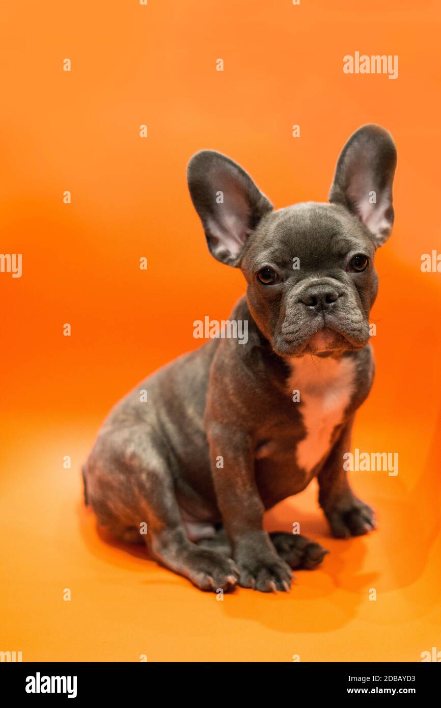 El cachorro gris del bulldog francés mira cuidadosamente al espectador  Fotografía de stock - Alamy