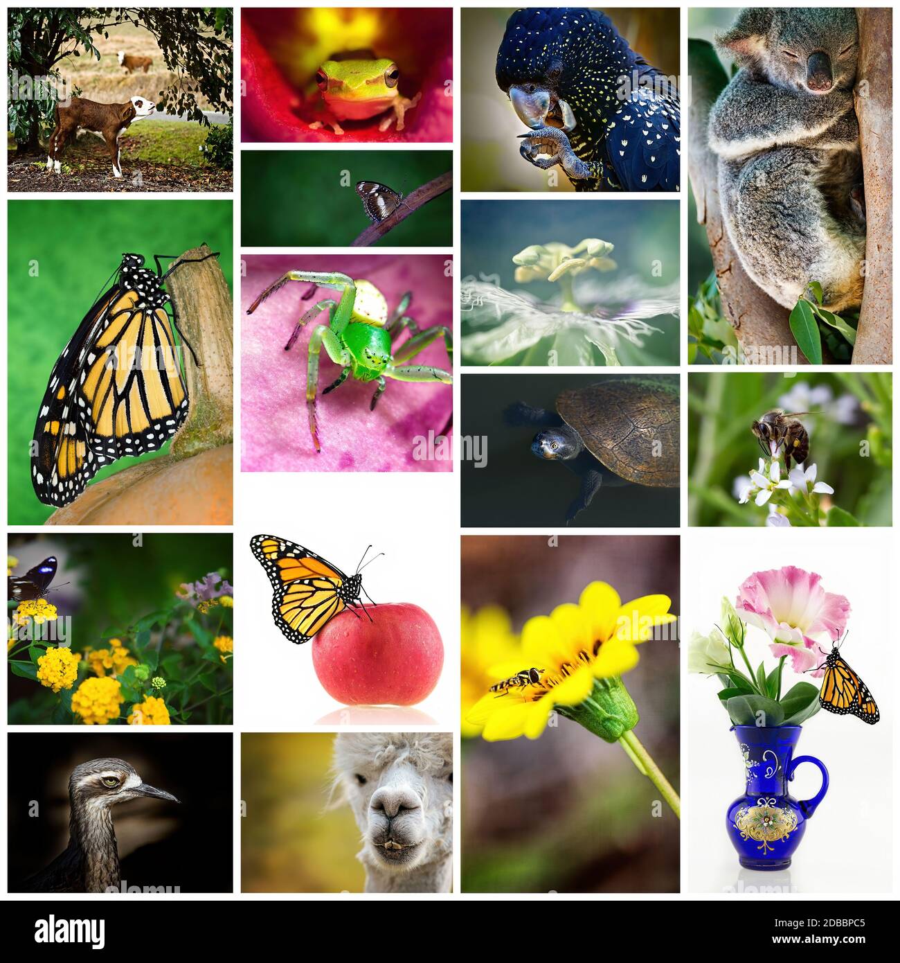 Un collage de flora y fauna australiana hermosa y única Fotografía de ...