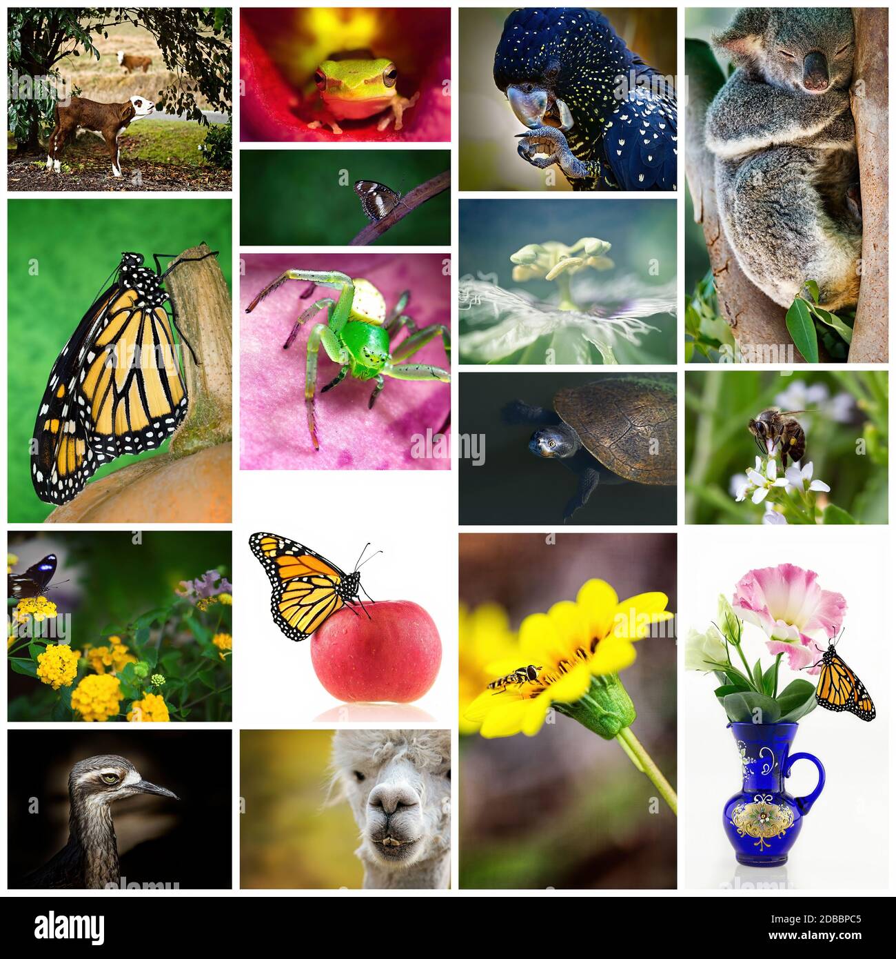Todo 18+ Foto flora y fauna de australia Cena hermosa