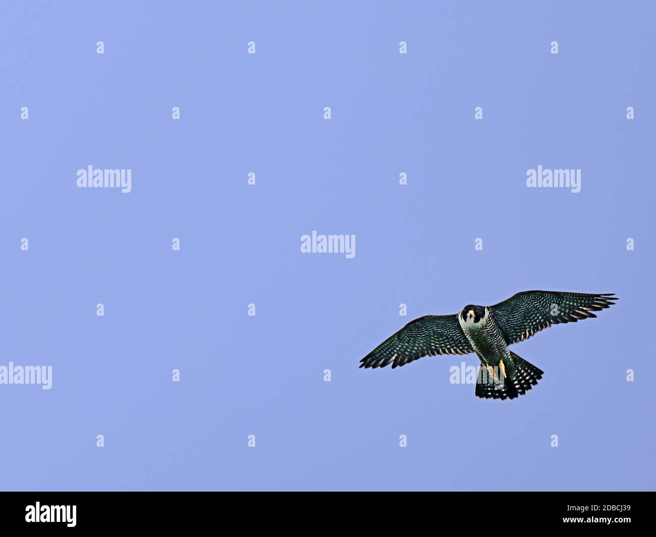 Peregrine Falco peregrinus en vuelo Foto de stock