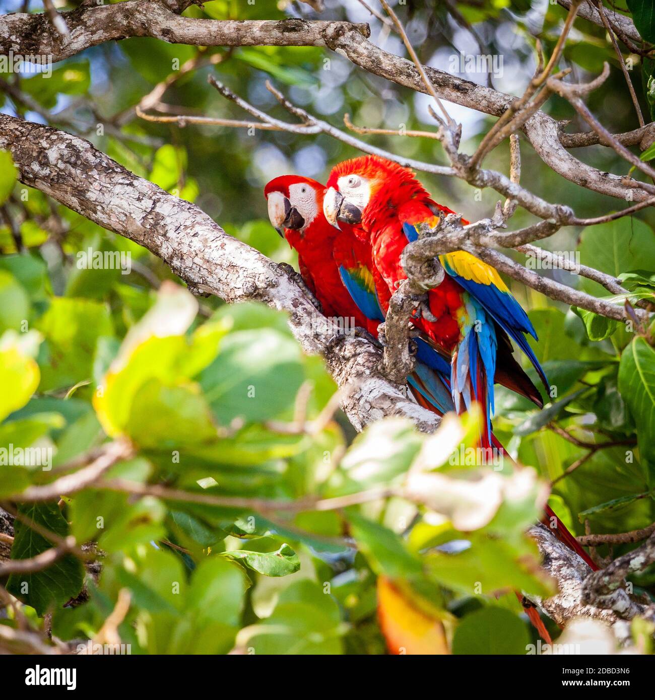 Un par de guacamayas rojas en un árbol en el Parque Nacional Corcovado en Costa Rica Foto de stock
