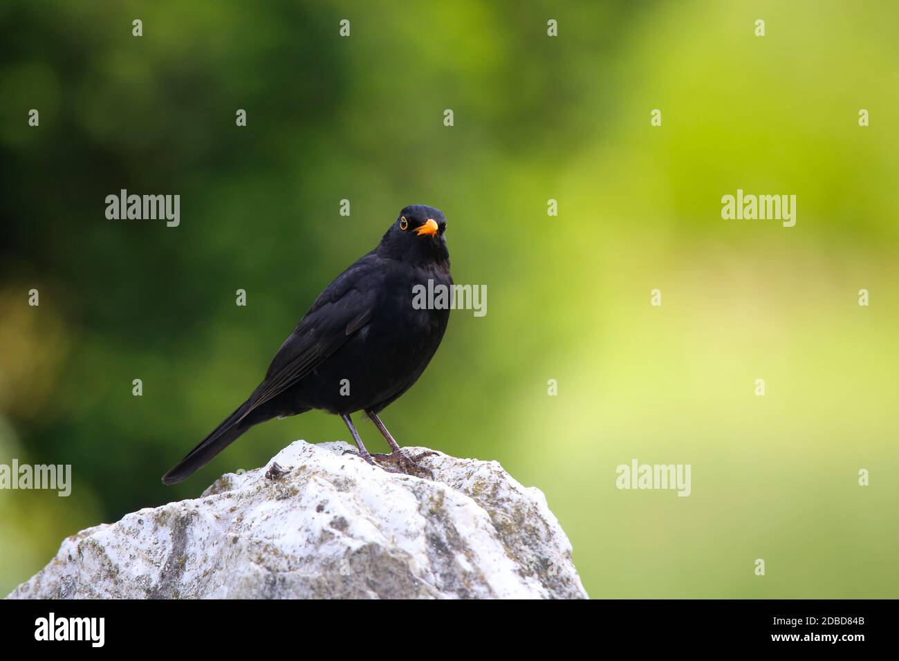 Pájaro negro macho Turdus merula en el mes de mayo Foto de stock