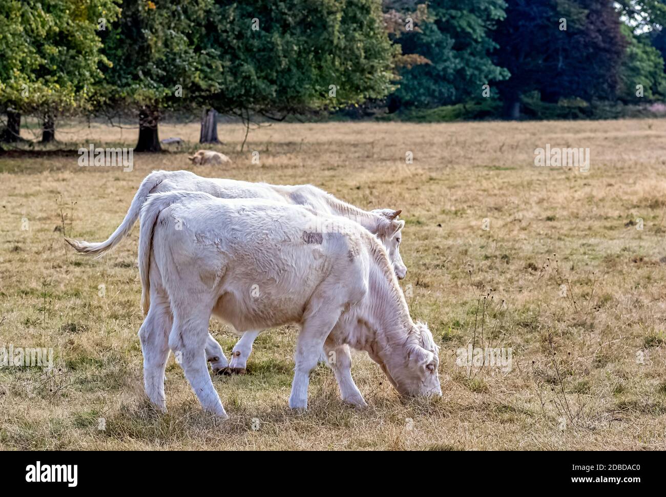 Charolais ganado - toros jóvenes en la granja británica Foto de stock