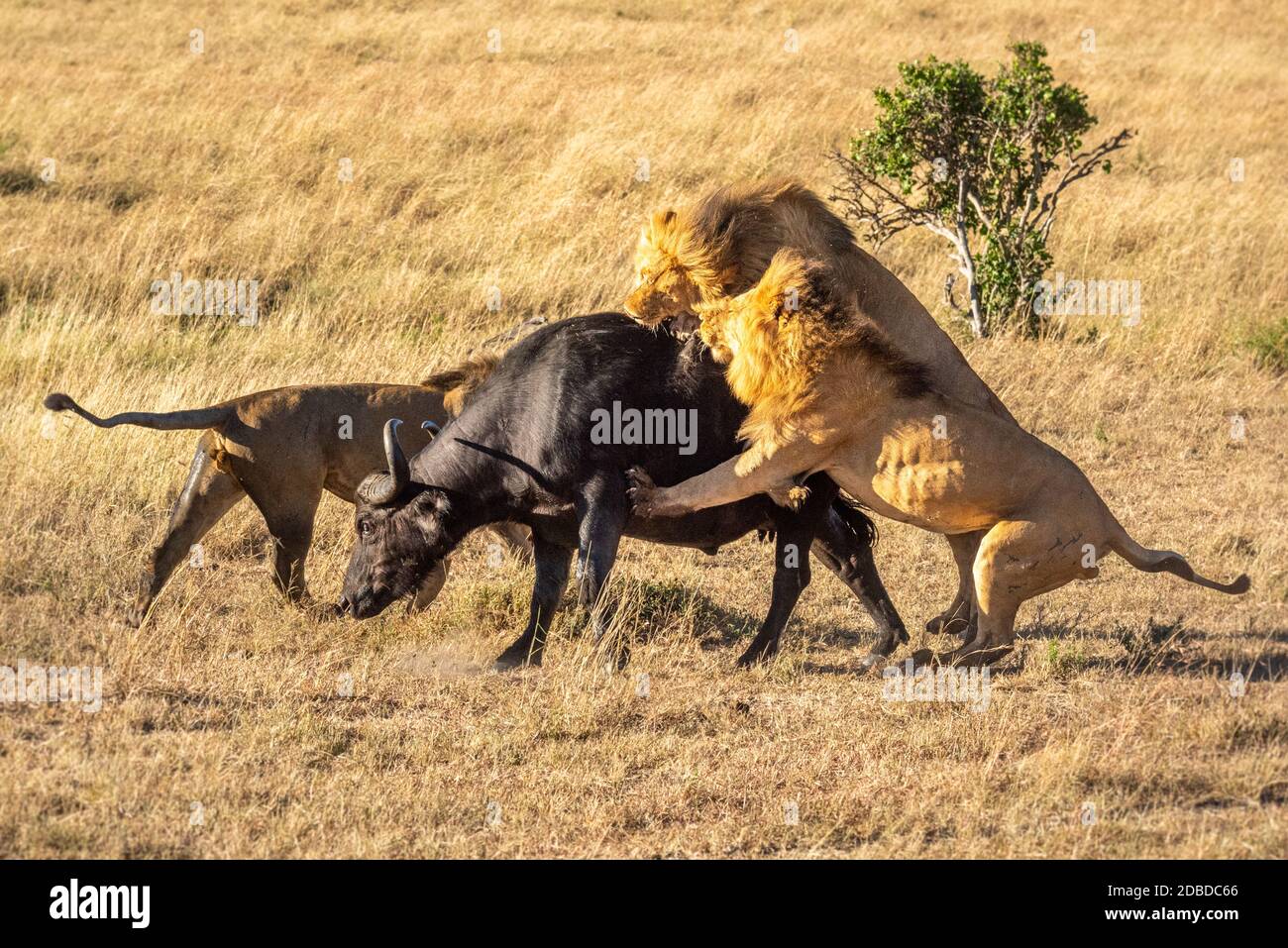 Clásico pueblo Podrido Dos leones machos atacan búfalos por otro Fotografía de stock - Alamy