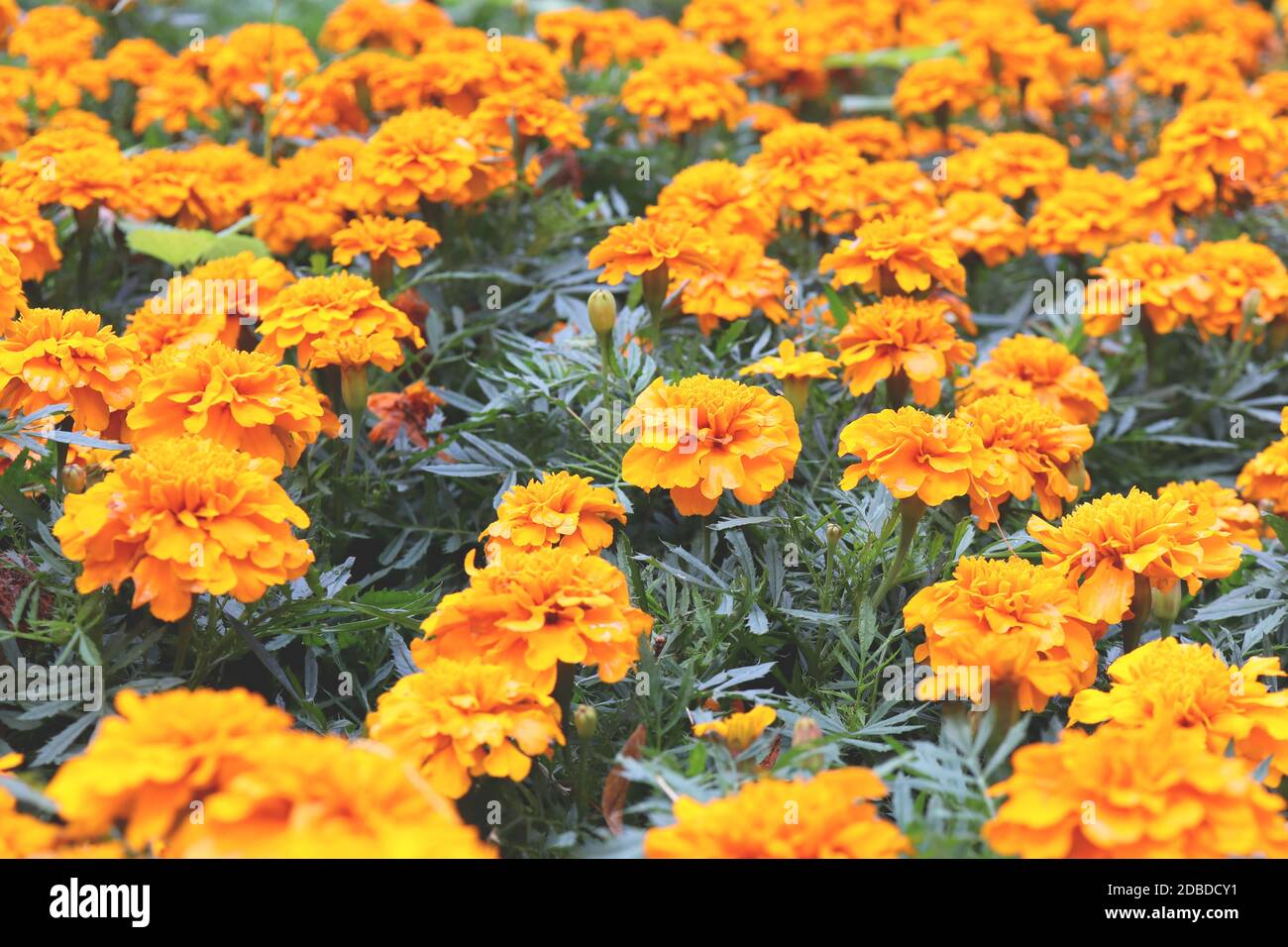 Caléndula naranja - Flor de Cempasuchil Huerto de fondo. Montón de flores  amarillas Fotografía de stock - Alamy