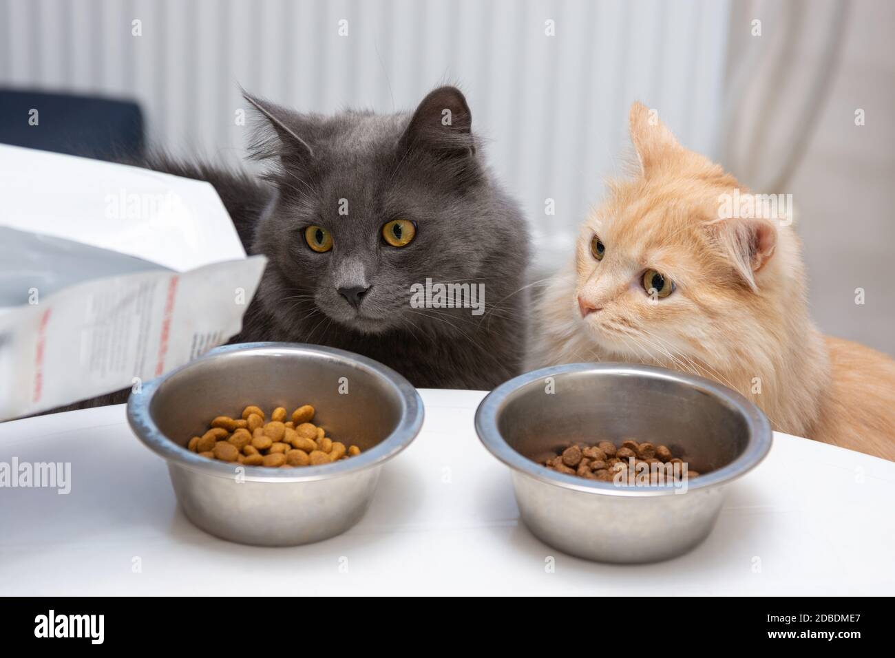 Dos gatos miran con impaciencia como vertidos en los tazones de alimento Foto de stock