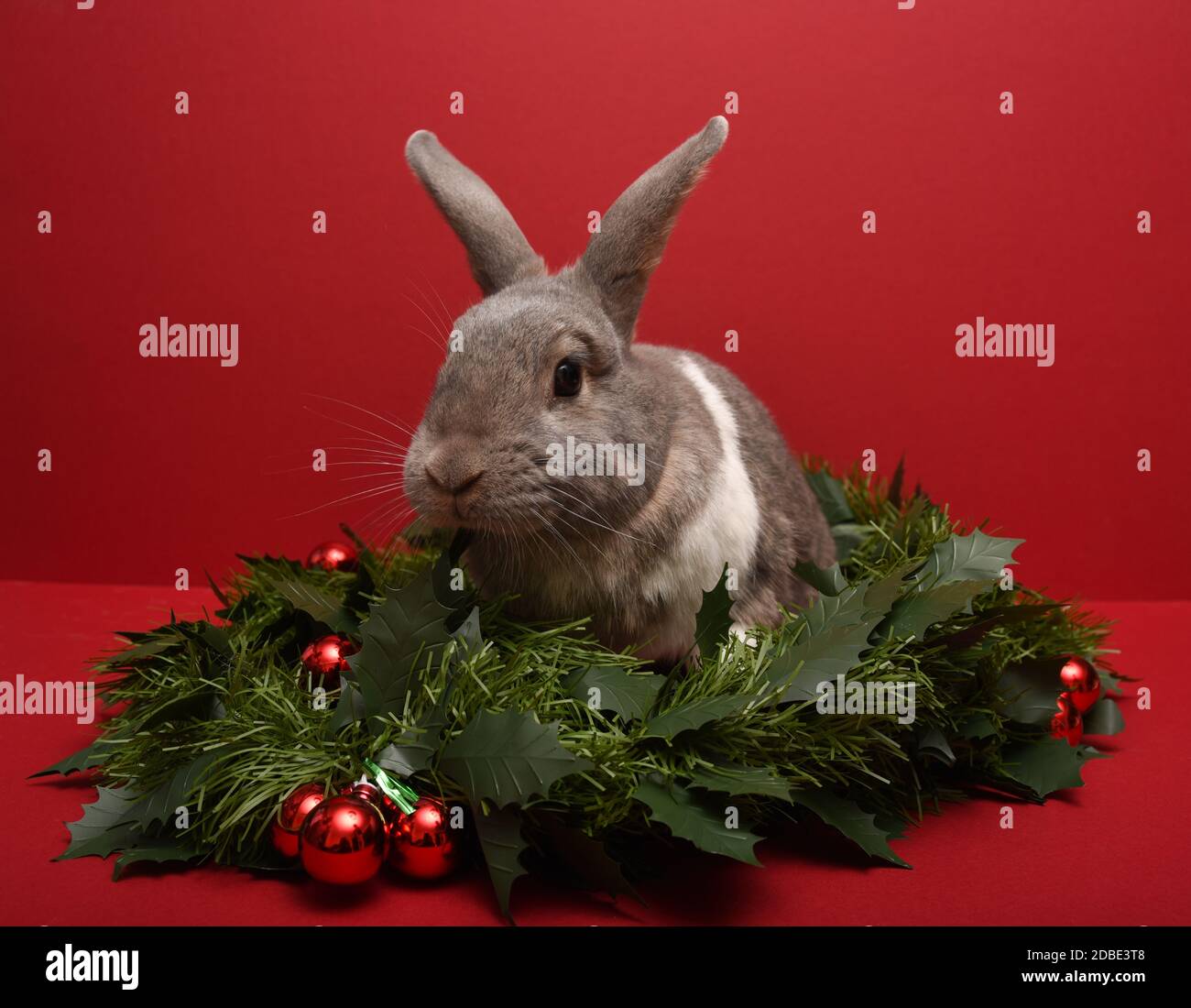Conejo mascota sentado en una guirnalda de Navidad Foto de stock