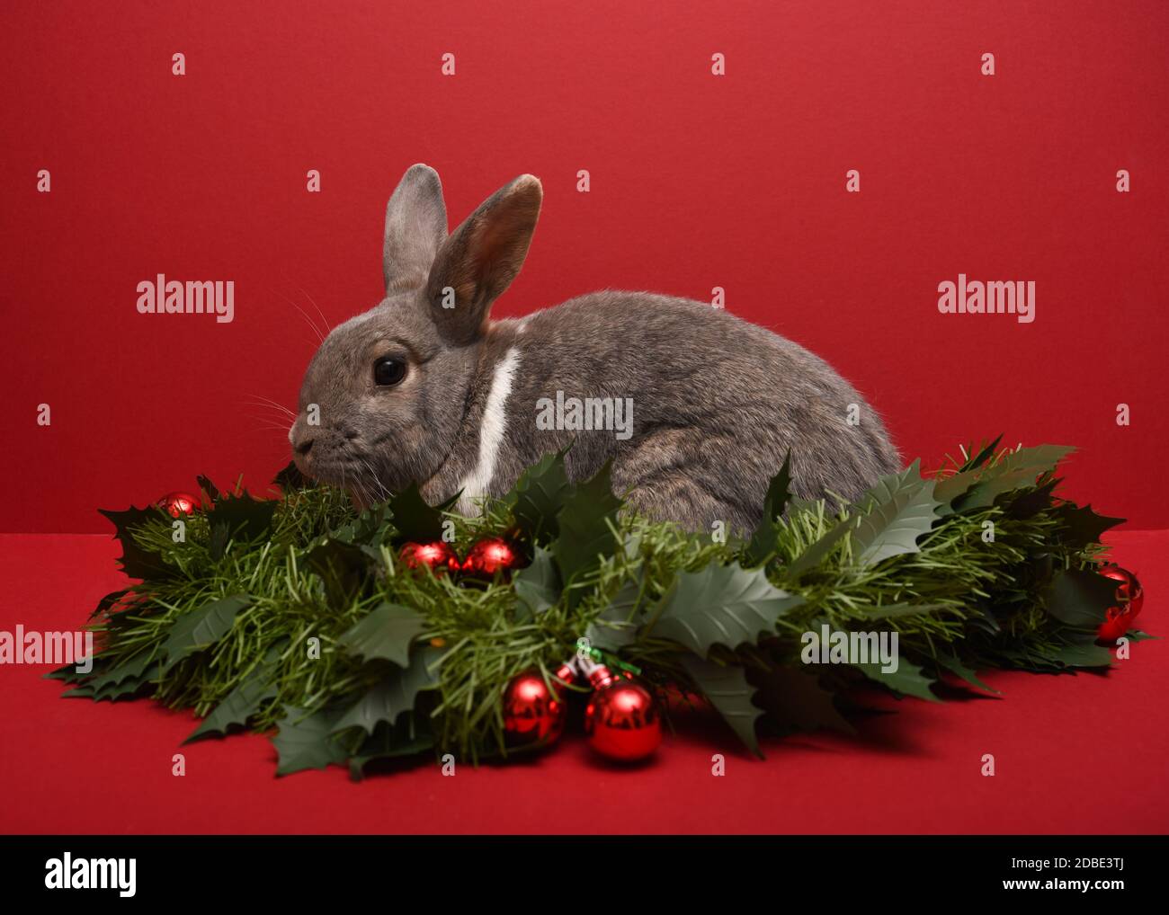 Fotografía de un conejo en una guirnalda de Navidad Foto de stock