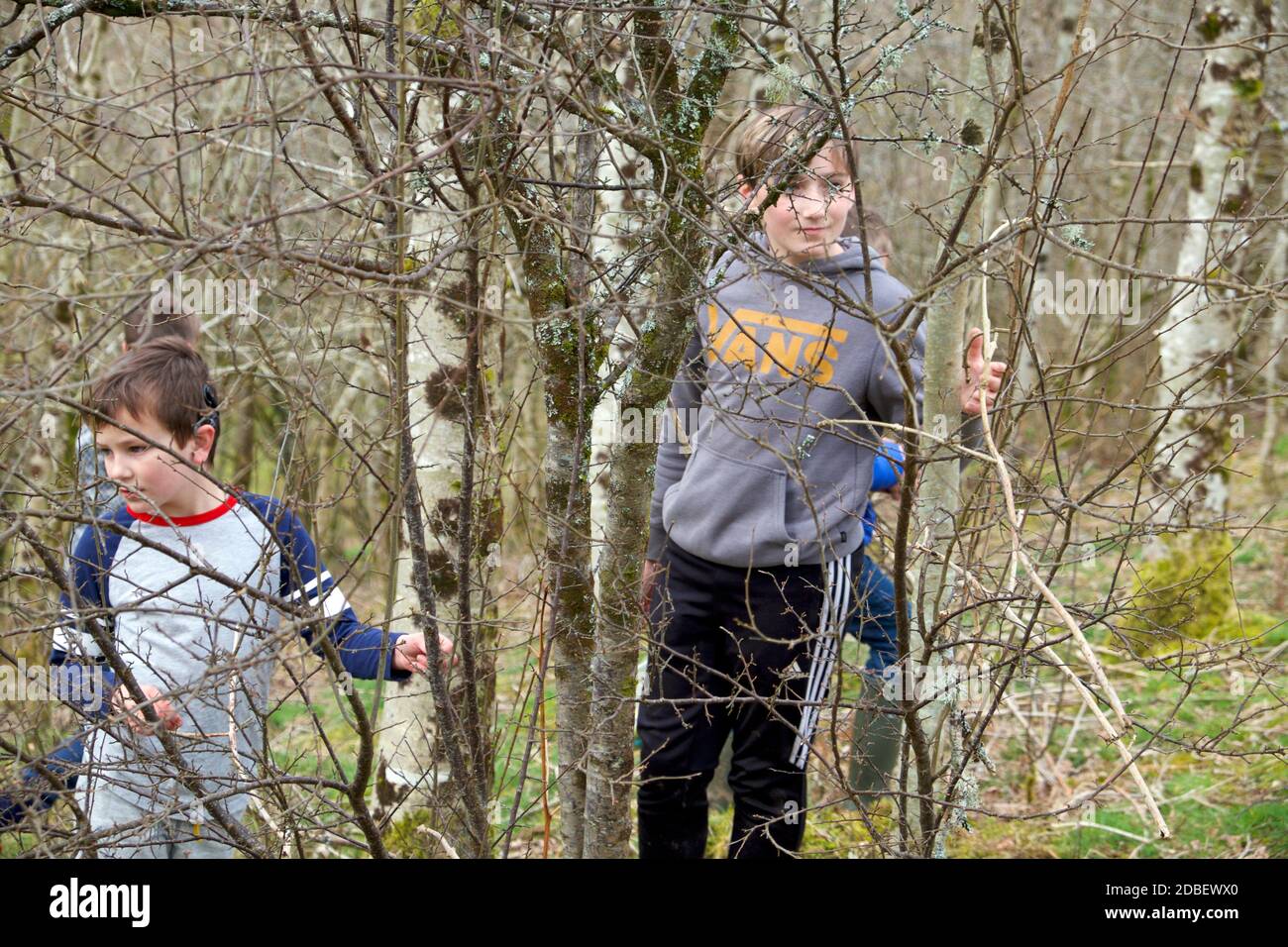 Hermanos chicos jugando al aire libre en el bosque natural en la primavera con árboles y ramas delante de los rostros detox digital Concept Wales Reino Unido Foto de stock