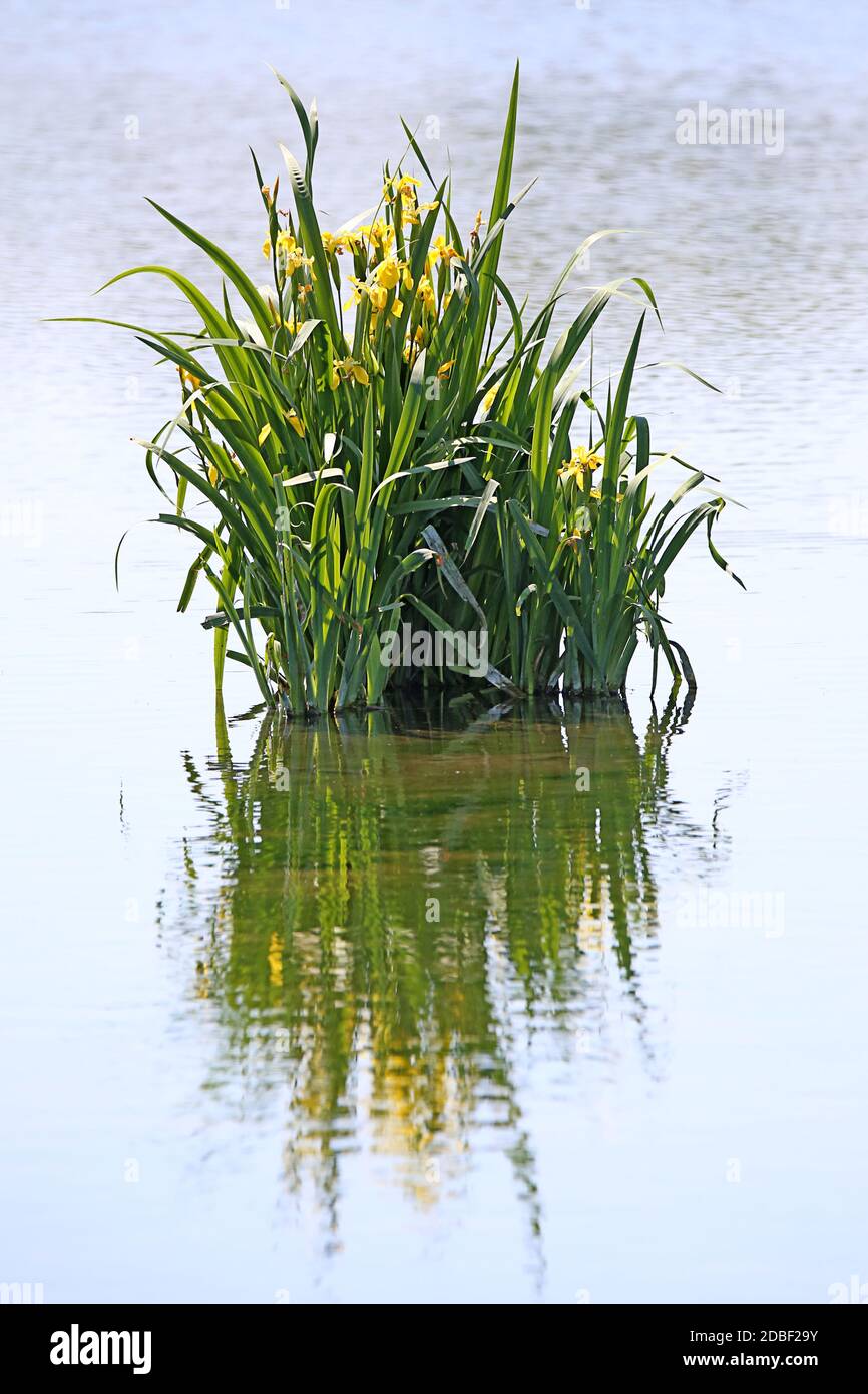 Espada del pantano Lirio Iris pseudacorus Foto de stock