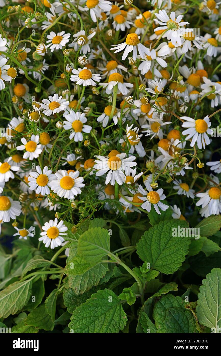 Primer plano de fondo de flores de margarita camomila blanca fresca en el jardín, vista de gran ángulo Foto de stock
