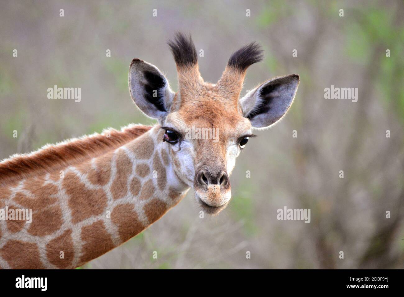 Parque Nacional Real de Hlane, Swazilandia, Giraffe Foto de stock