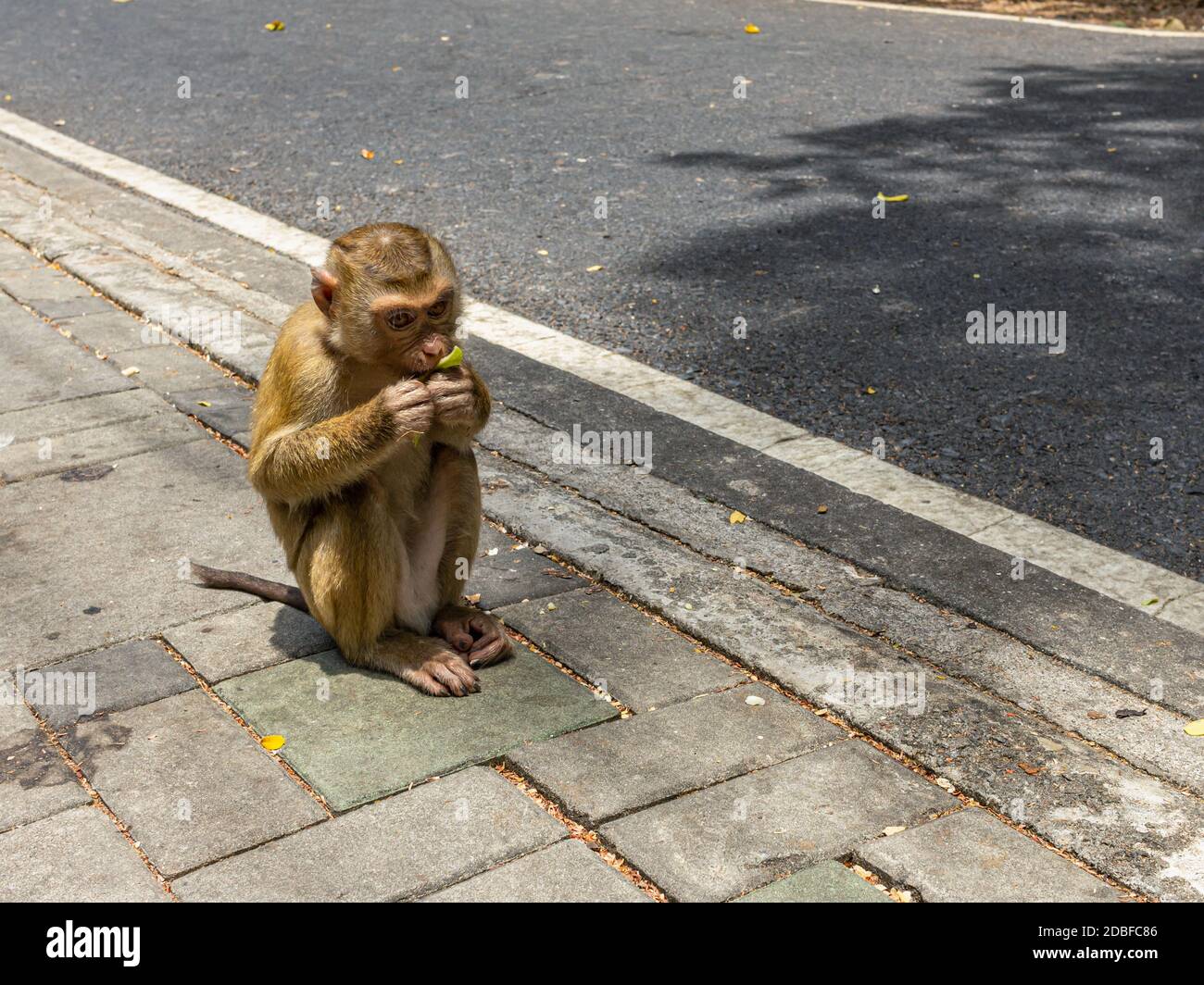 mono pequeño comiendo plátano en la carretera Fotografía de stock - Alamy