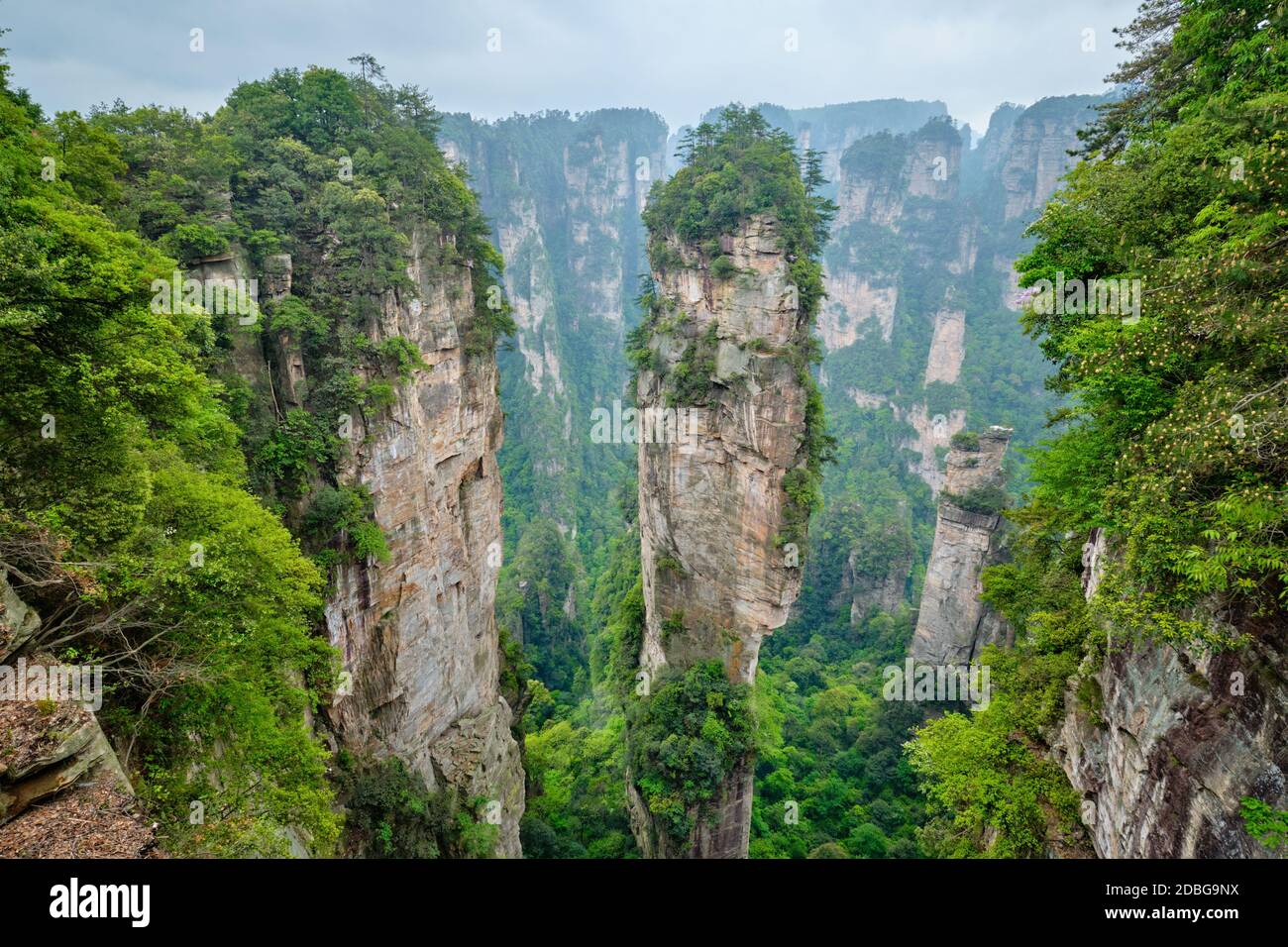 Famosa atracción turística de China - Avatar Aleluya Montaña en Zhangjiajie pilares de piedra acantilados montañas en Wulingyuan, Hunan, China Foto de stock